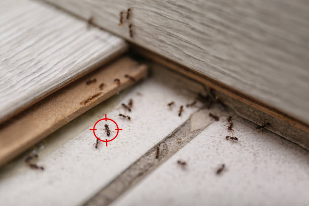Best Pest Removal Services  in Placerville, CA