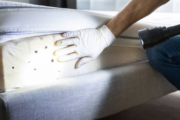 Best Ant Control Services  in Placerville, CA