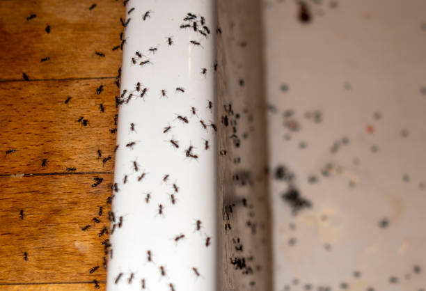 Best Commercial Pest Control Services  in Placerville, CA