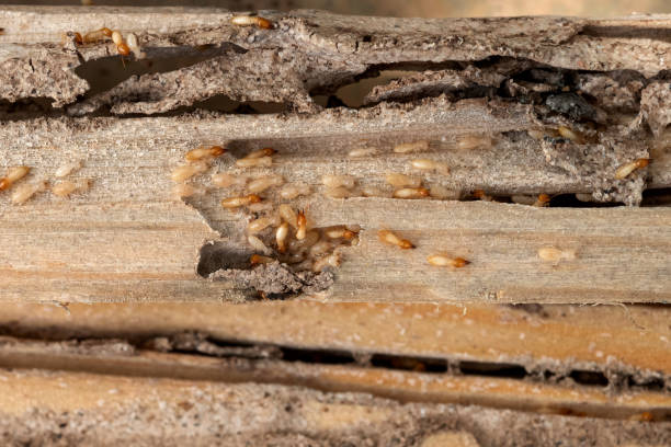 Best Pest Control for Homes  in Placerville, CA