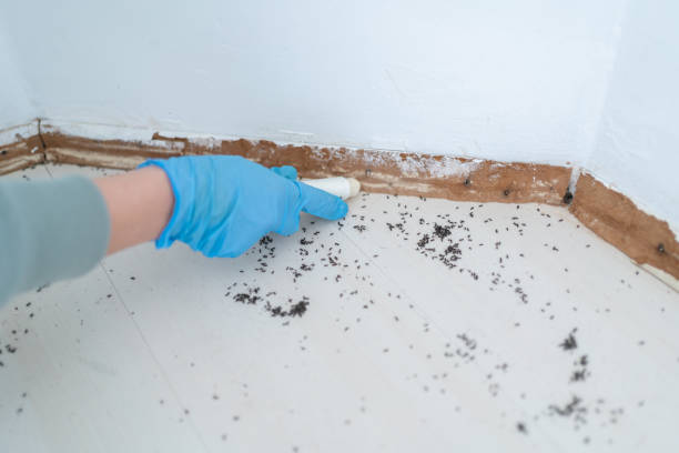 Flea Control Services in Placerville, CA